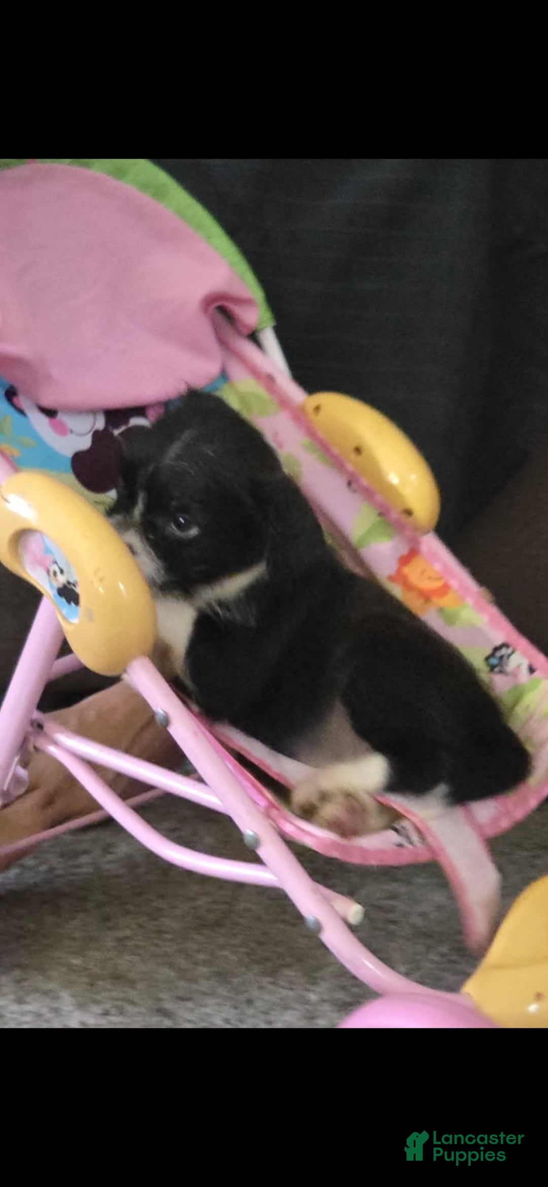 Boston Terrier dogs for sale: Mason - Image 11
