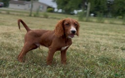 Irish Doodle dogs for sale: Jasper - Image 1
