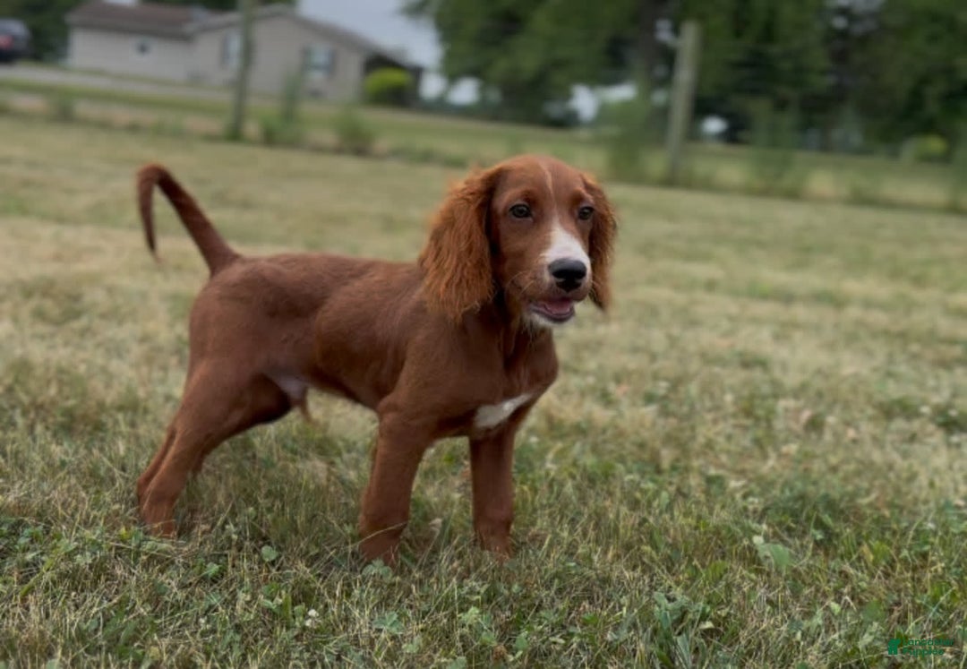 Irish Doodle dogs for sale: Jasper - Image 1