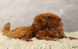 Toy Poodle dogs for sale: Silverstar - Image 2