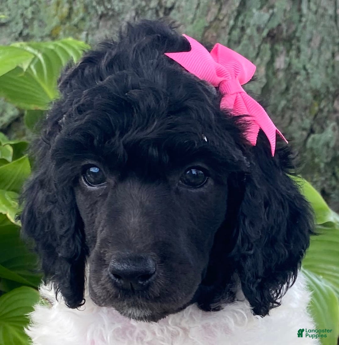 Standard Poodle dogs for sale: River - Image 6