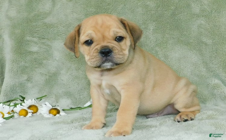 English Bulldog dogs for sale - Ad 3