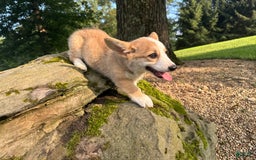 Welsh Corgi Pembroke dogs for sale: Molly - Image 14