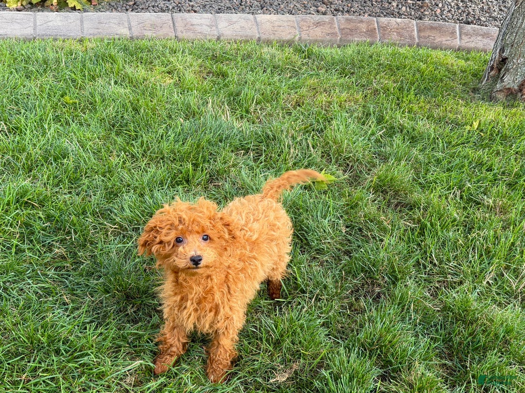Maltipoo dogs for sale: Gary - Image 4