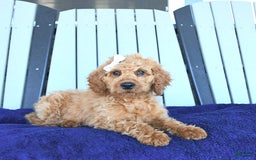 Mini Goldendoodle dogs for sale: Aurora - Image 8