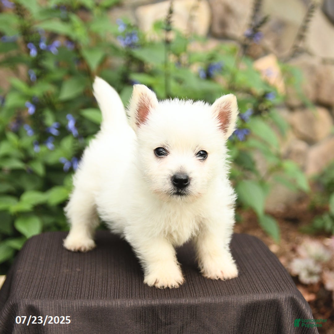 West Highland Terrier dogs for sale: Destiny - Image 3
