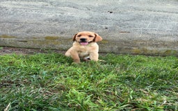 Labrador Retriever dogs for sale: Jasper - Image 2