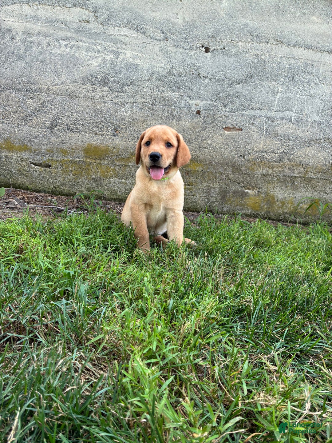 Labrador Retriever dogs for sale: Jasper - Image 2