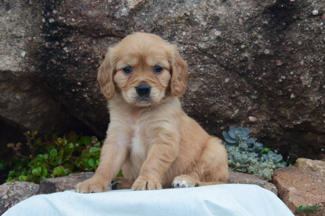 Miniature Golden Retriever dogs for sale: Copper - Image 1
