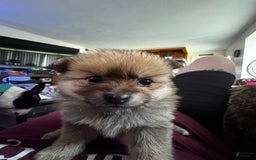 Pomeranian dogs for sale: Number 3 - Image 2