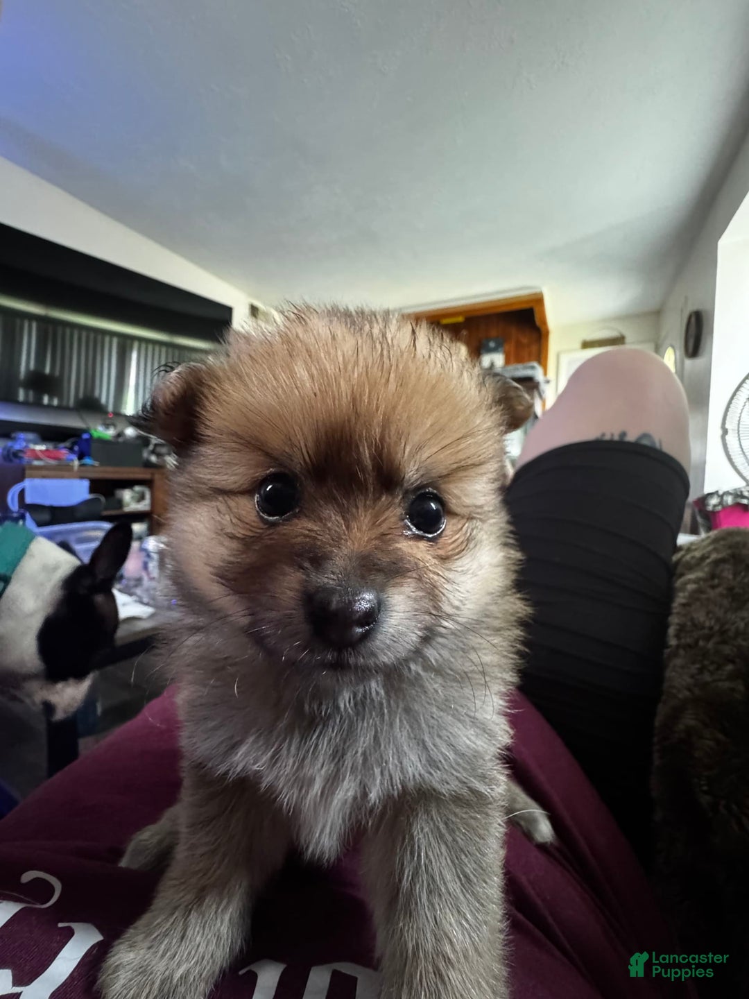 Pomeranian dogs for sale: Number 3 - Image 2