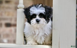 Shihpoo dogs for sale: Bingo - Image 2