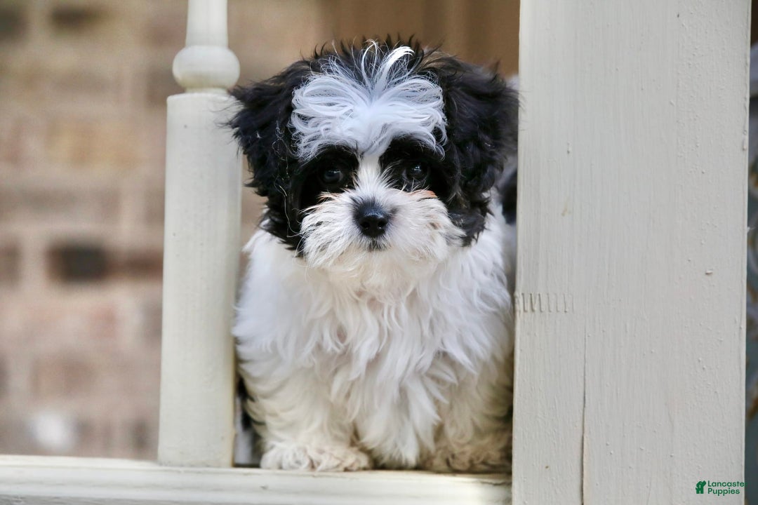 Shihpoo dogs for sale: Bingo - Image 2