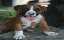Boxer dogs for sale: Samson - Image 2