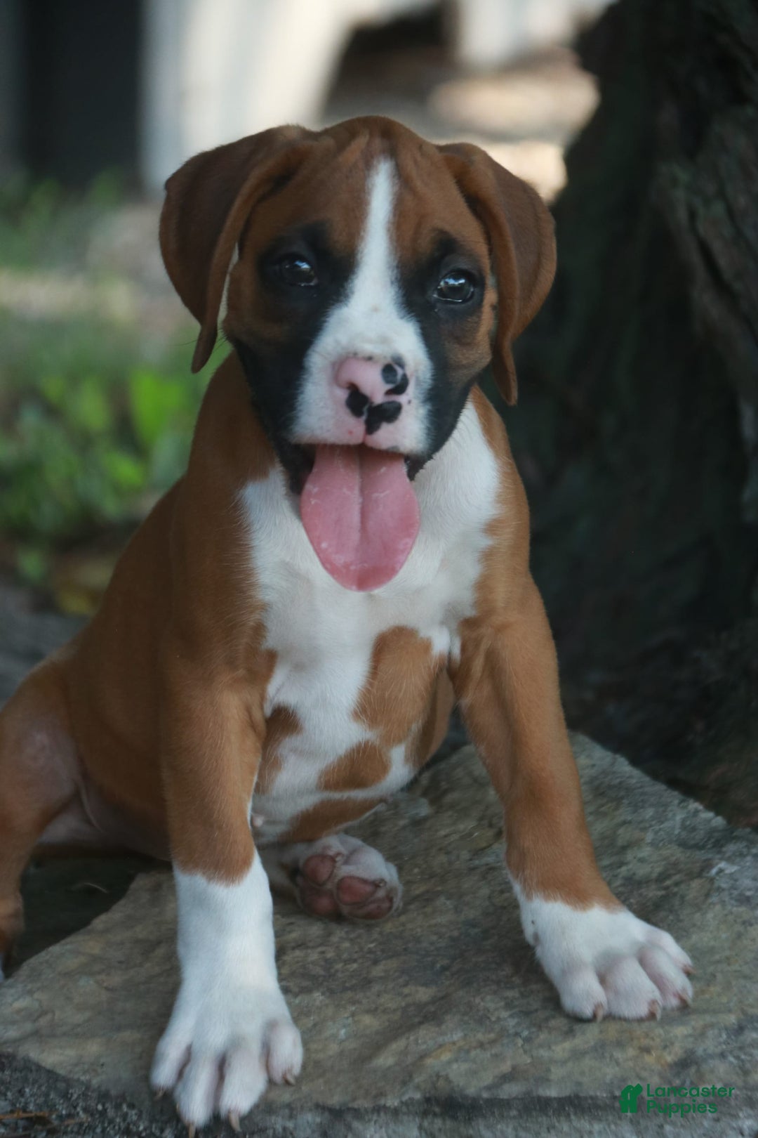 Boxer dogs for sale: Samson - Image 2