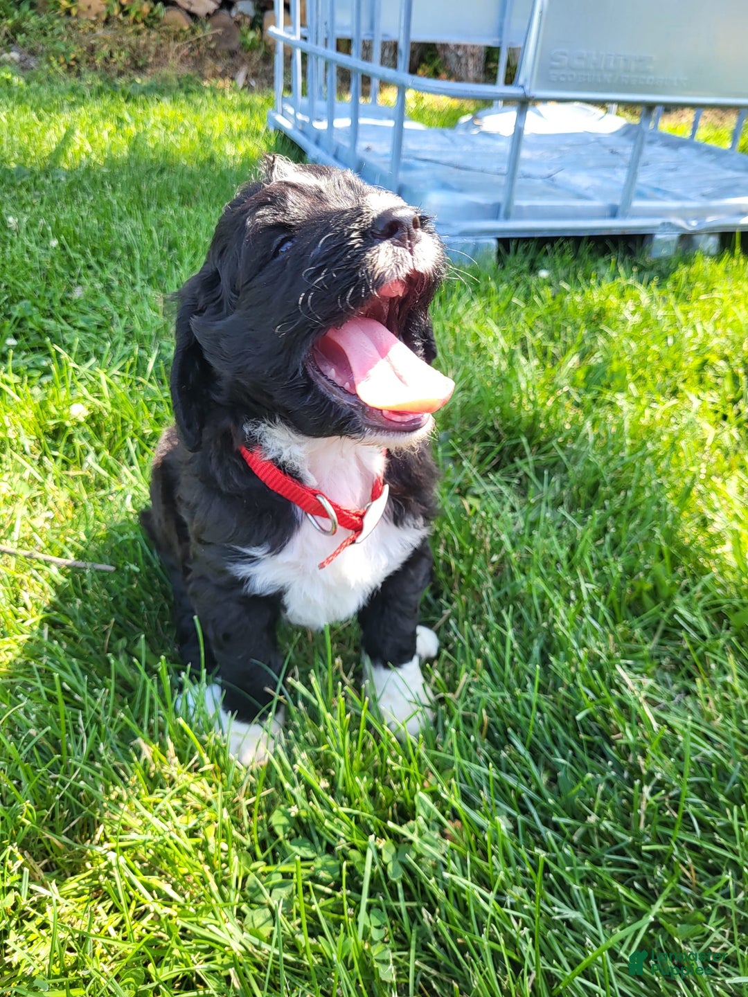 Bernedoodle dogs for sale: Duke - Image 6