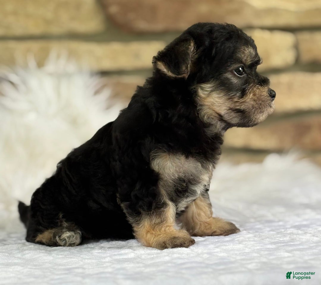 Morkie dogs for sale: Abbie - Image 10