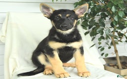 Gerberian Shepsky dogs for sale: Monty - Image 2