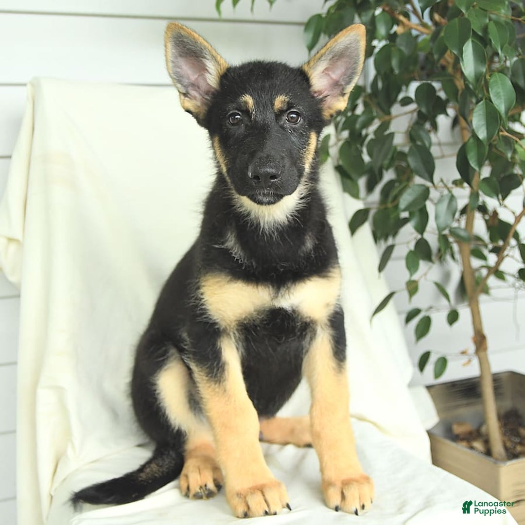 Gerberian Shepsky dogs for sale: Monty - Image 2