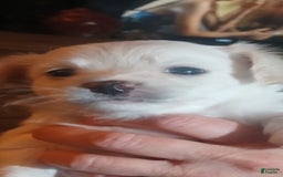 Chihuahua dogs for sale: Fluffy white Puppies - Image 8
