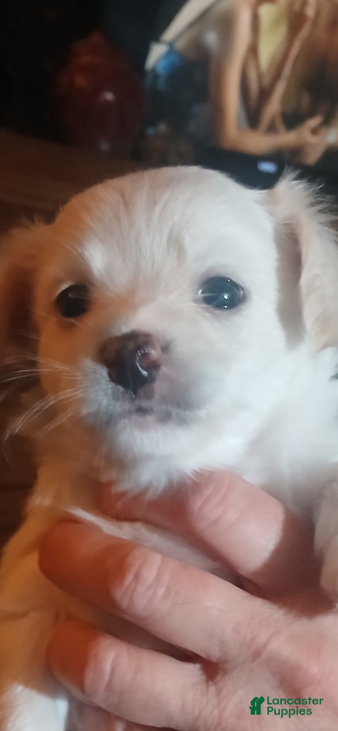 Chihuahua dogs for sale: Fluffy white Puppies - Image 8