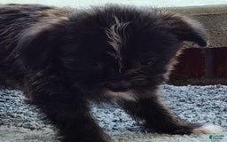 Shorkie dogs for sale: Mo - Image 4