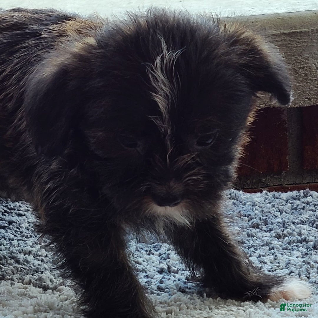 Shorkie dogs for sale: Mo - Image 4
