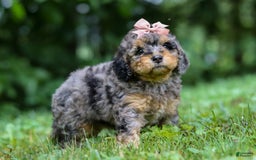 Cockapoo dogs for sale: Angela - Image 2