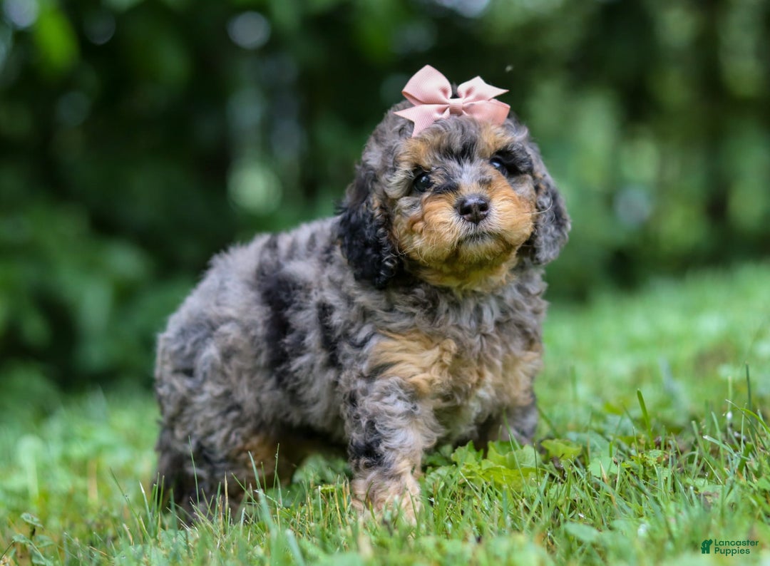 Cockapoo dogs for sale: Angela - Image 2