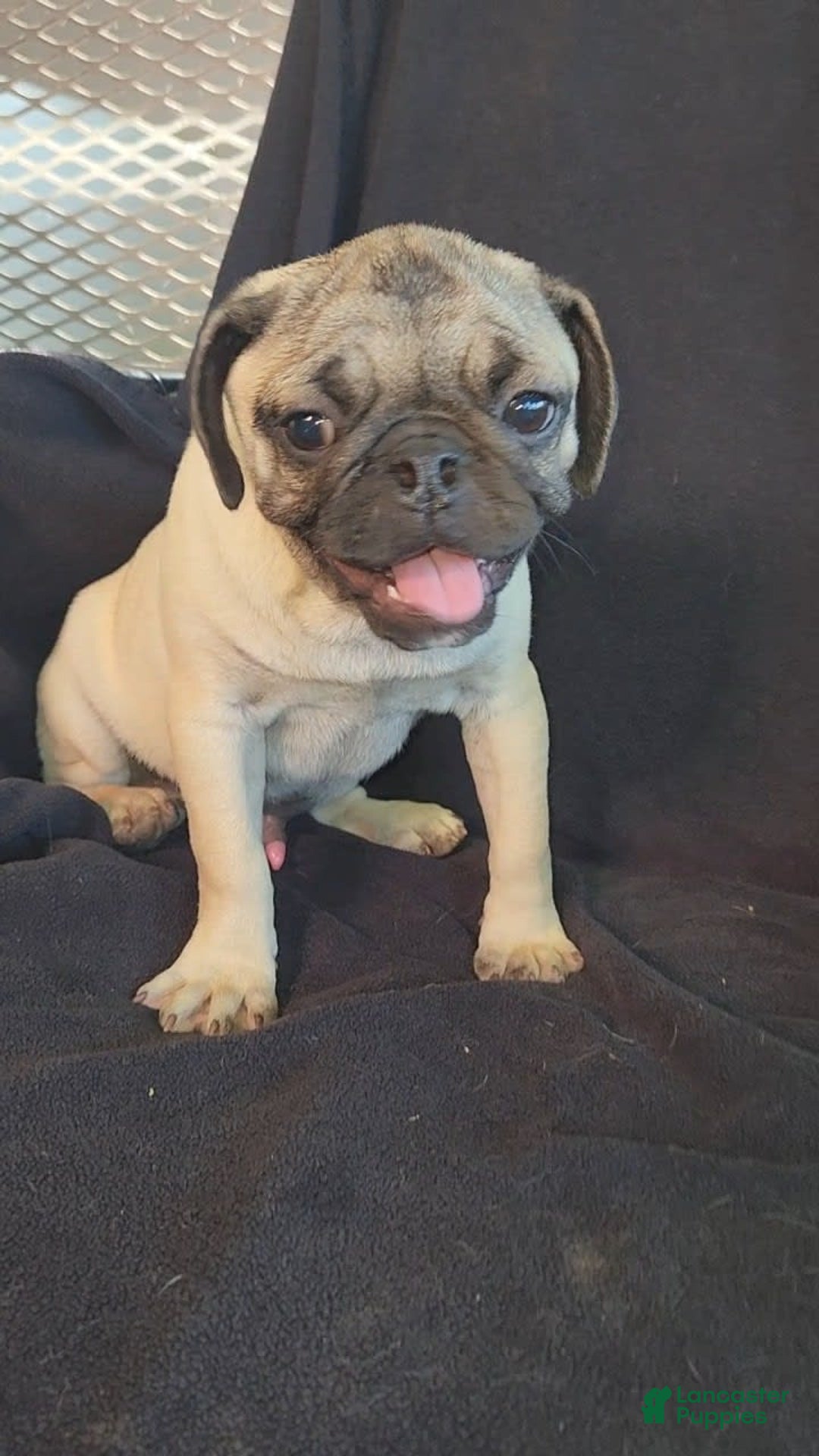 Pug dogs for sale: Clyde - Image 5