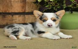 Welsh Corgi Pembroke dogs for sale: Rosemary - Image 1