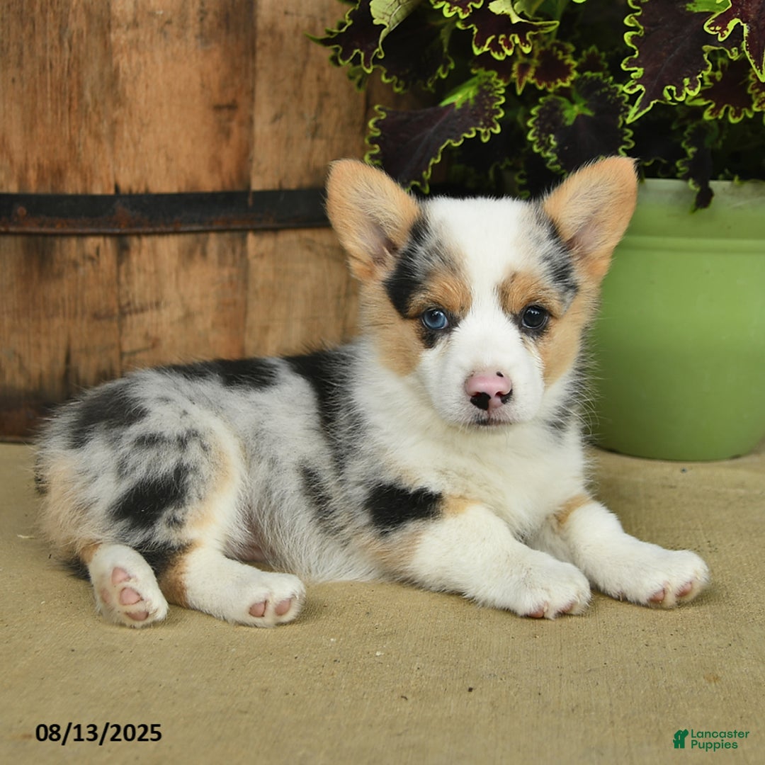 Welsh Corgi Pembroke dogs for sale: Rosemary - Image 1