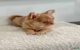 Chihuahua dogs for sale: Snickers - Image 2