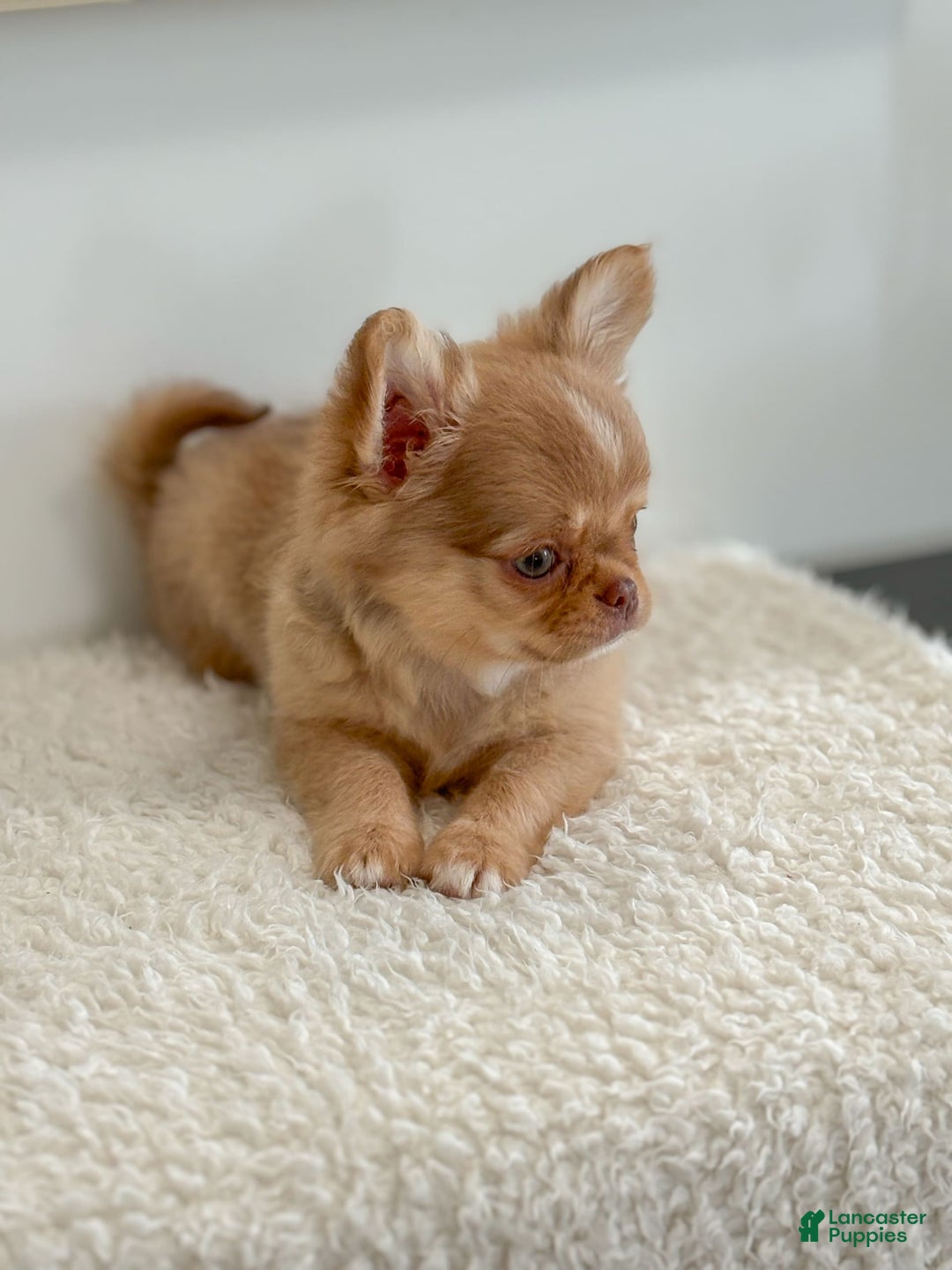 Chihuahua dogs for sale: Snickers - Image 2