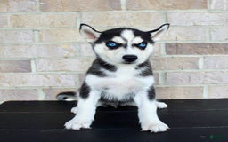 Siberian Husky dogs for sale: Atta - Image 2