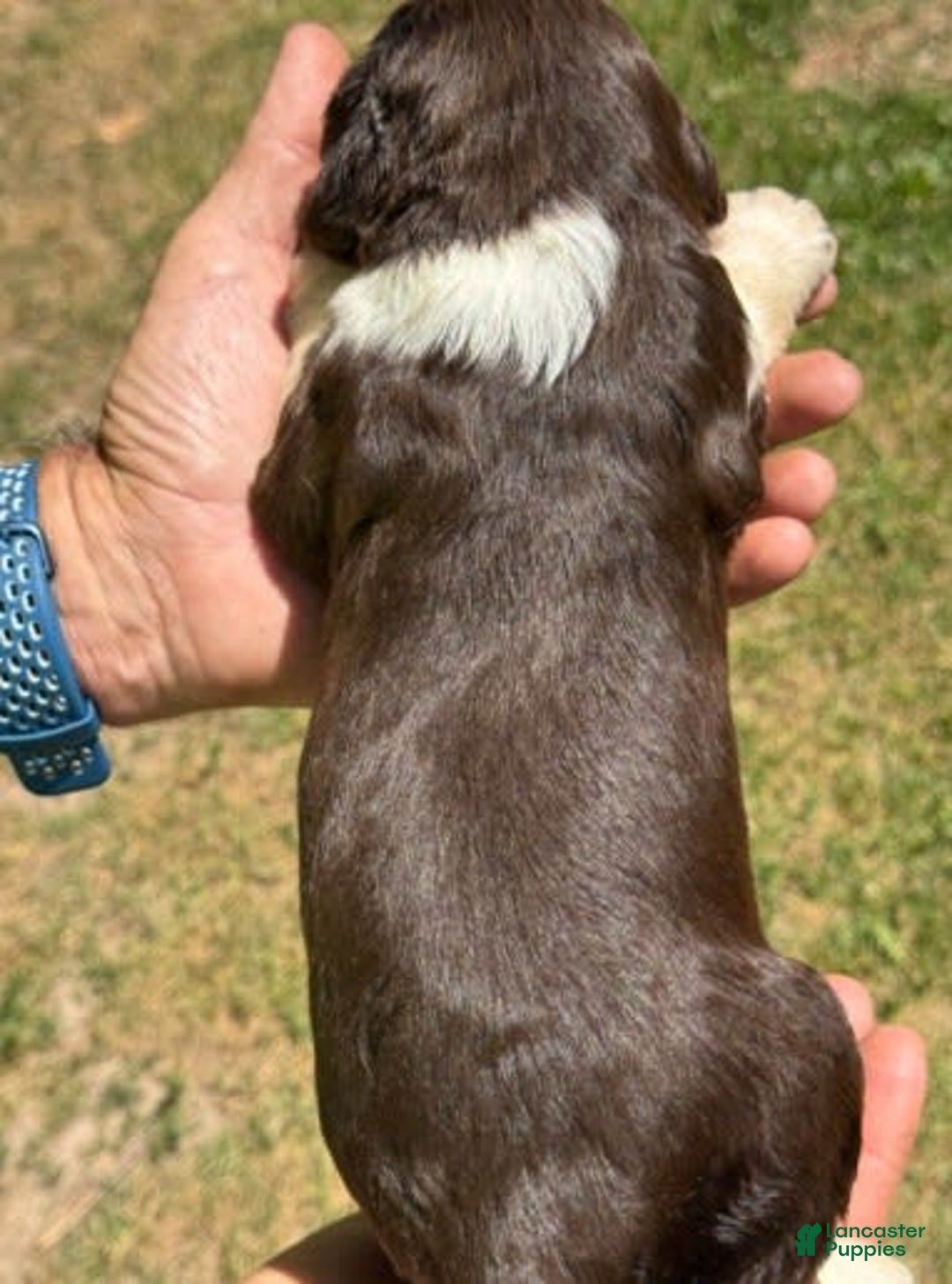 English Springer Spaniel dogs for sale: Female 5 - Image 1