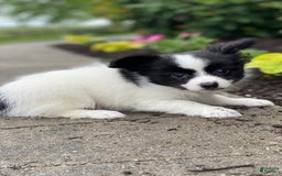 Papillon dogs for sale: Radar - Image 2