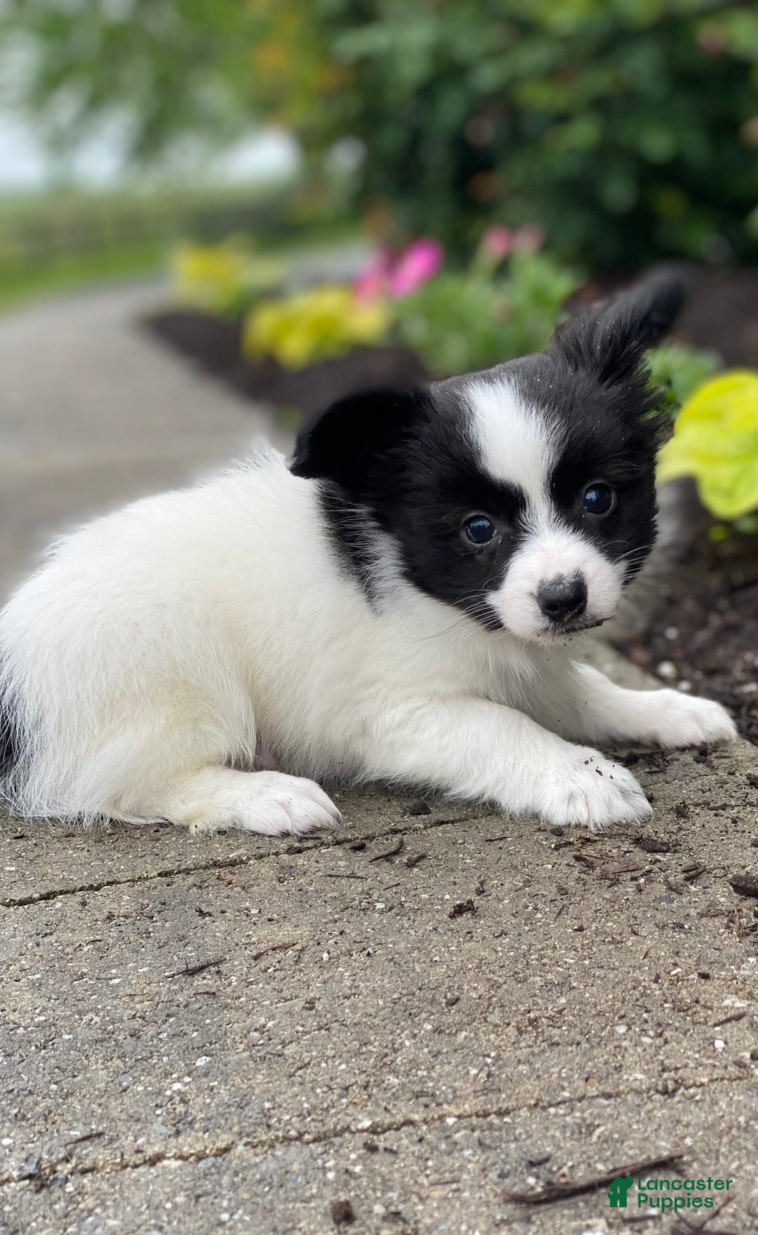 Papillon dogs for sale: Radar - Image 2