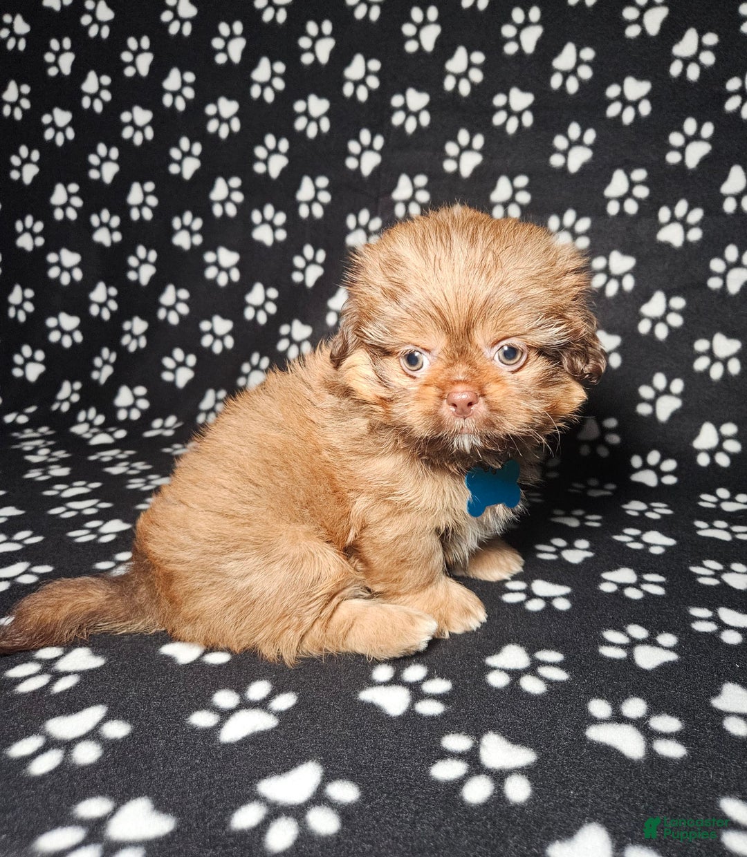 Shih Tzu dogs for sale: Dexter - Image 14