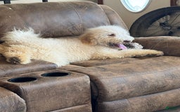 Goldendoodle dogs for sale: Gorgeous Creme Doodle - Image 5