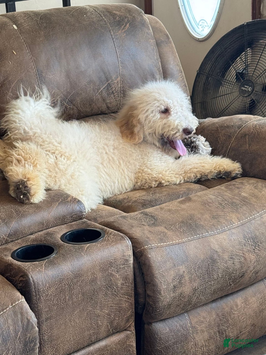 Goldendoodle dogs for sale: Gorgeous Creme Doodle - Image 5