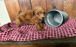 Toy Poodle dogs for sale: Benji - Image 5
