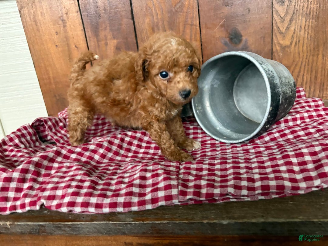 Toy Poodle dogs for sale: Benji - Image 5