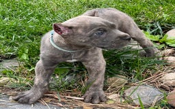 Cane Corso dogs for sale: Blu - Image 13