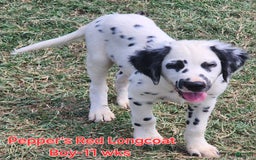 Dalmatian dogs for sale: Peppers Red Boy - Image 14