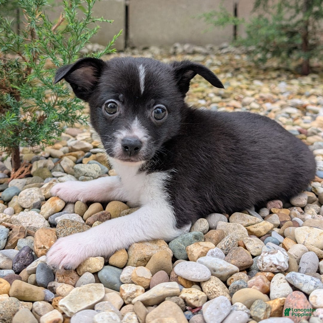 Pomchi dogs for sale: Pomchi 4 puppies - Image 2