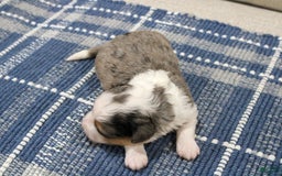 Mini Bernedoodle dogs for sale: Luke - Image 10