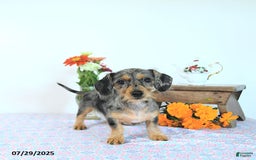 Miniature Dachshund dogs for sale: Trisha - Image 20