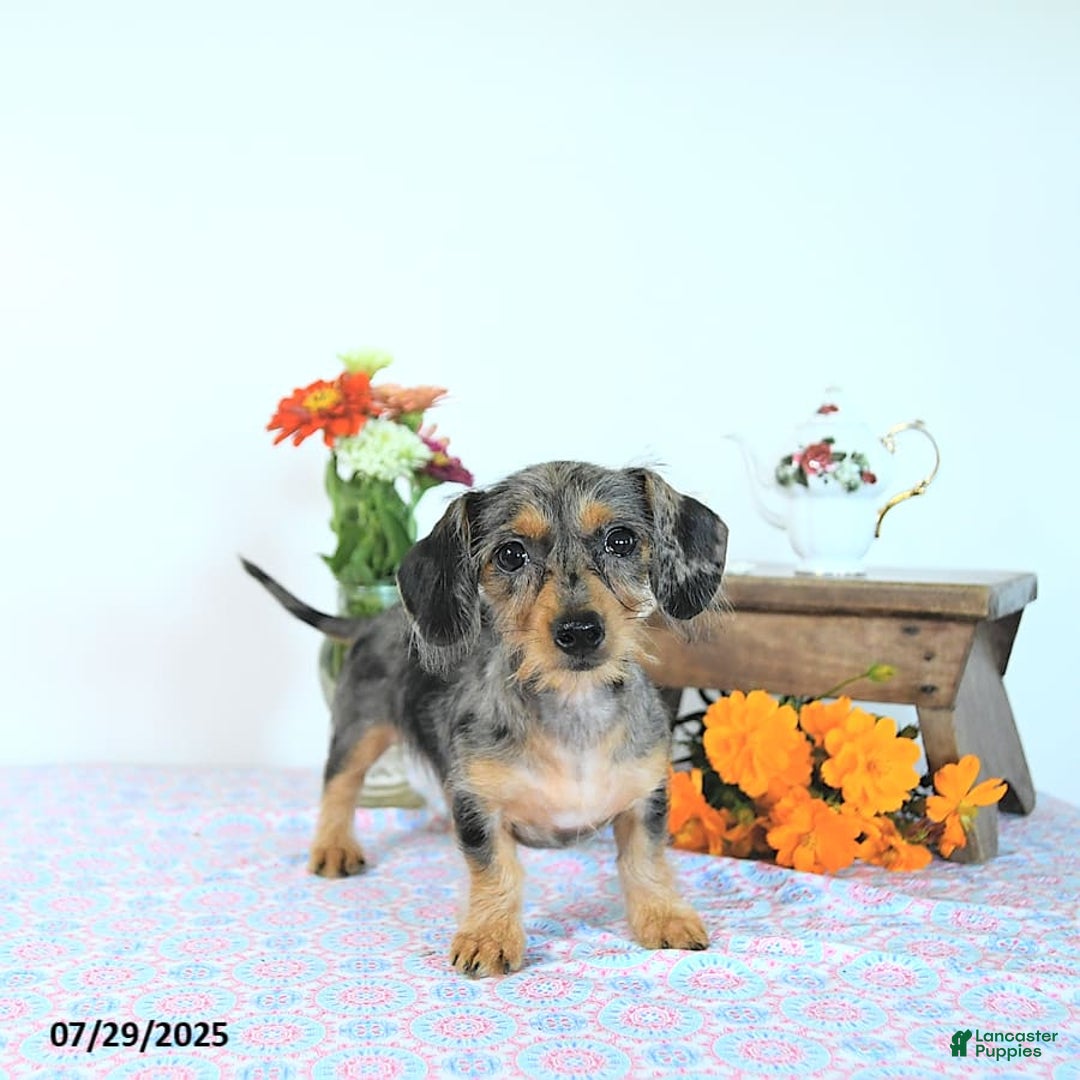 Miniature Dachshund dogs for sale: Trisha - Image 20