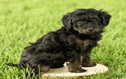 Havapoo dogs for sale: Milo - Image 2